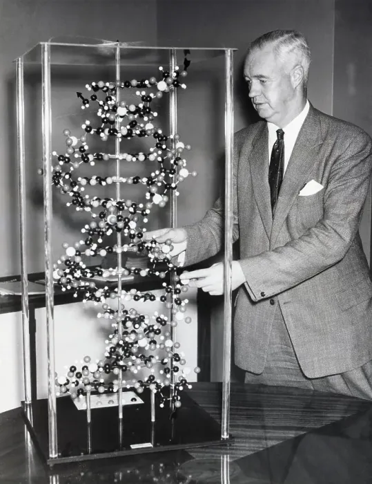 Framed Print : Alexander Todd Points At Molecule Model Framed Print : Alexander Todd Points At Molecule Model