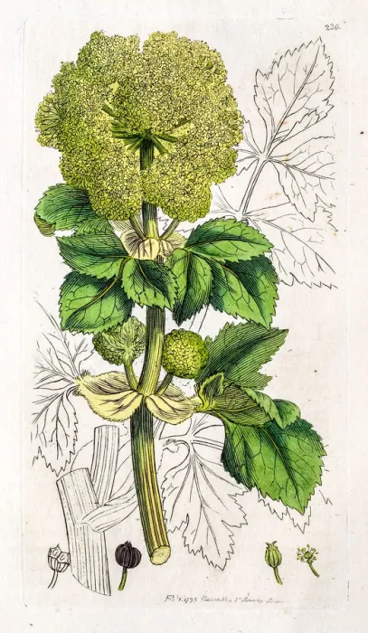 Framed Print : Alexanders plant much appreciated by horses Framed Print : Alexanders plant much appreciated by horses