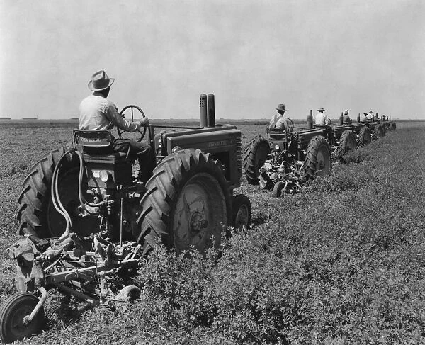 Alfalfa Harvesting