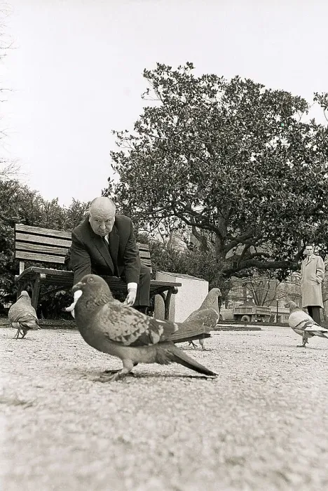 Framed Print : Alfred Hitchcock Feeding Pigeons Framed Print : Alfred Hitchcock Feeding Pigeons