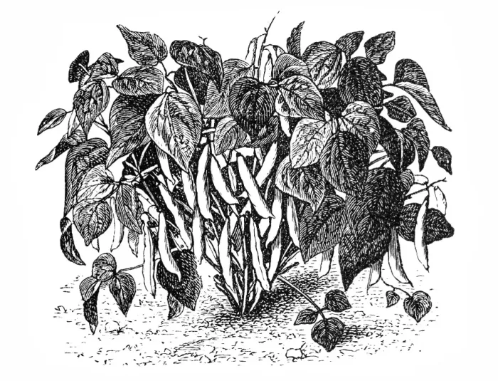 Framed Print : Algerian bush bean Framed Print : Algerian bush bean