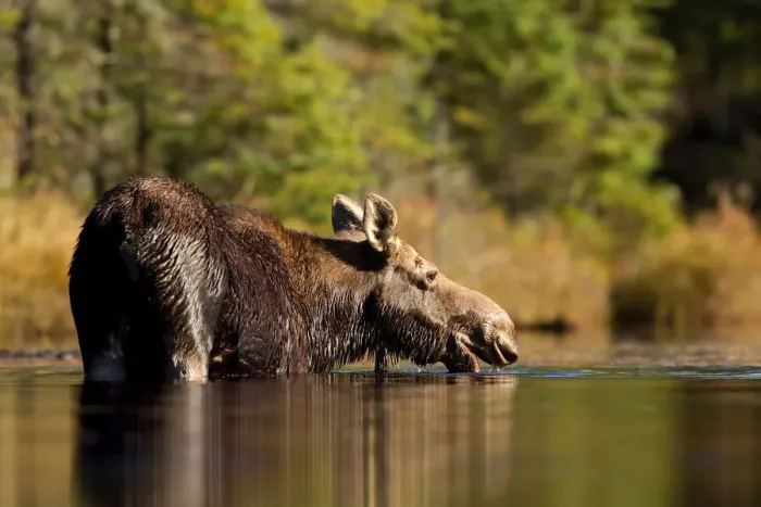 Framed Print : Algonquin Moose - Algonquin Park Framed Print : Algonquin Moose - Algonquin Park