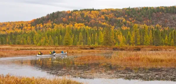 Algonquin Park Print: Costello Creek. Art Prints, Posters