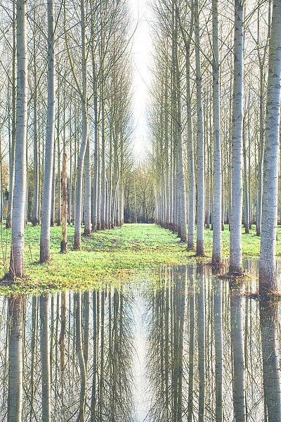 Aligned trees reflecting on flooded ground