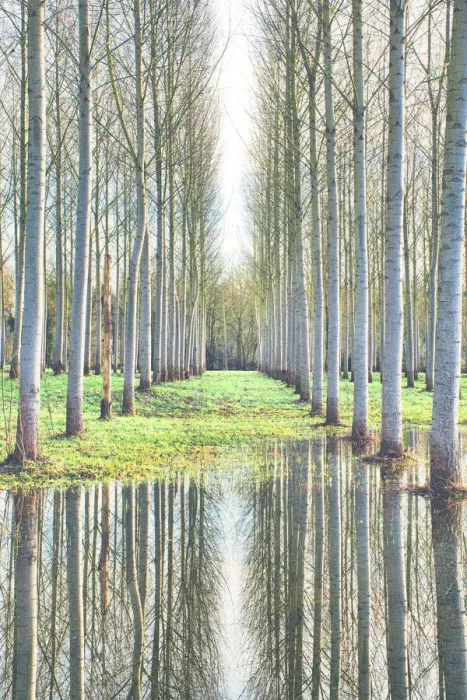 Framed Print : Aligned trees reflecting on flooded ground Framed Print : Aligned trees reflecting on flooded ground