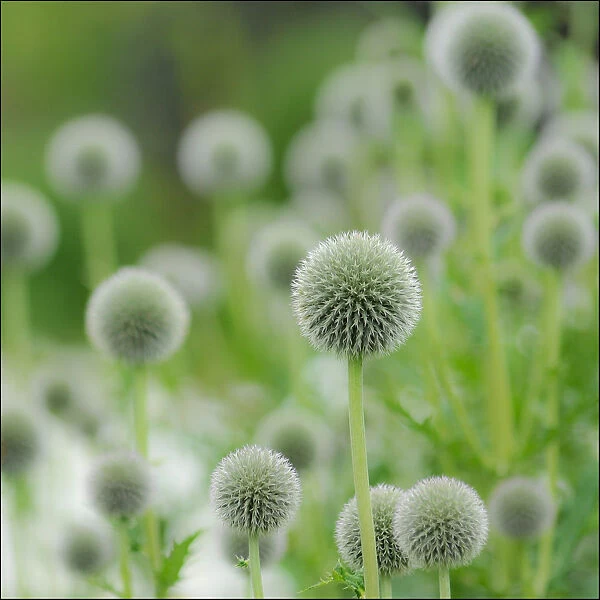 Alium Seed heads at harlow Carr Gardens, Yorkshire, England