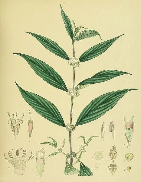 Allaeophania decipiens, native to Southeast Asia, Sri Lanka, digitally restored historical colour print from 1893
