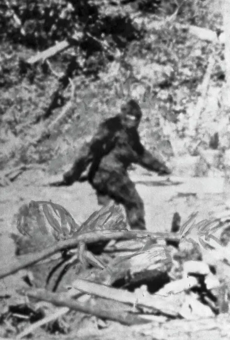 Framed Print : Alleged Photo of Bigfoot Framed Print : Alleged Photo of Bigfoot