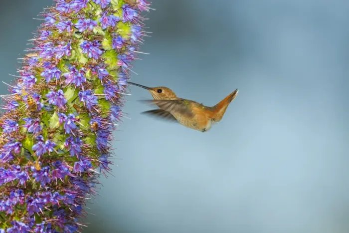 Framed Print : Allens Hummingbird Framed Print : Allens Hummingbird