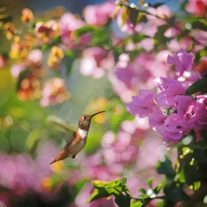 Framed Print : Allens Hummingbird Framed Print : Allens Hummingbird
