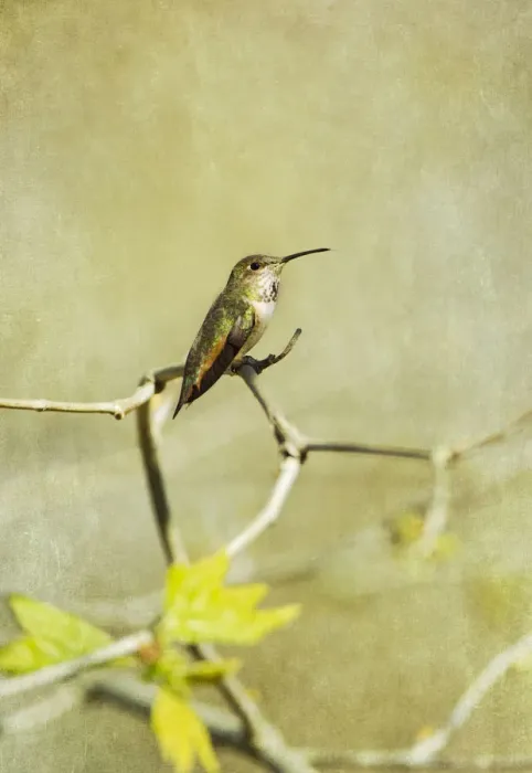 Framed Print : Allens Hummingbird Framed Print : Allens Hummingbird