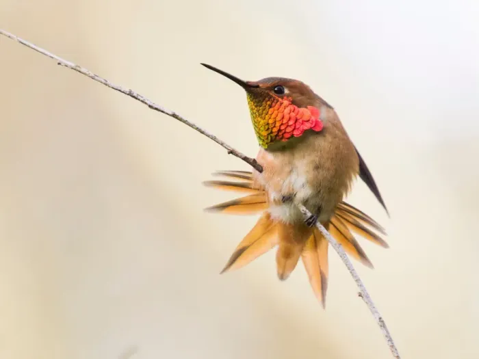 Framed Print : Allens Hummingbird (Selasphorus Sasin) Framed Print : Allens Hummingbird (Selasphorus Sasin)