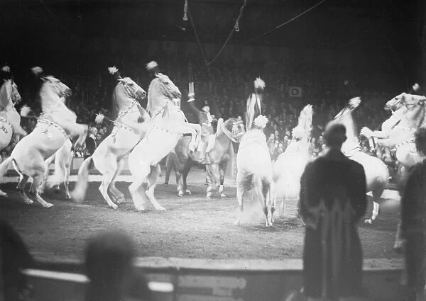 Allez Oop. 1930: Circus horses walking on their hind legs during a circus act