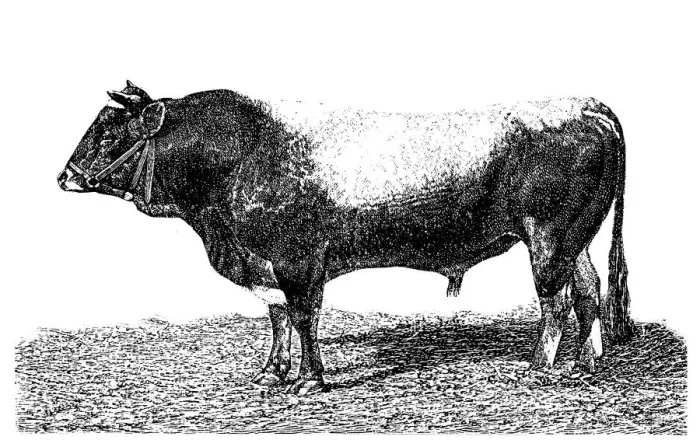 Framed Print : AllgAÔé¼u bull Framed Print : AllgAÔé¼u bull