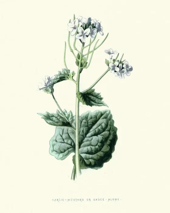 Framed Print : Alliaria petiolata, Garlic mustard, botanical flower print Framed Print : Alliaria petiolata, Garlic mustard, botanical flower print