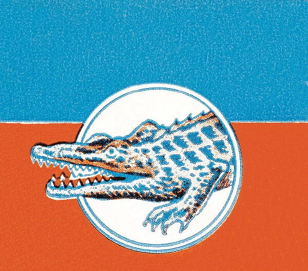 Alligator. http: /  / csaimages.com / images / istockprofile / csa_vector_dsp.jpg