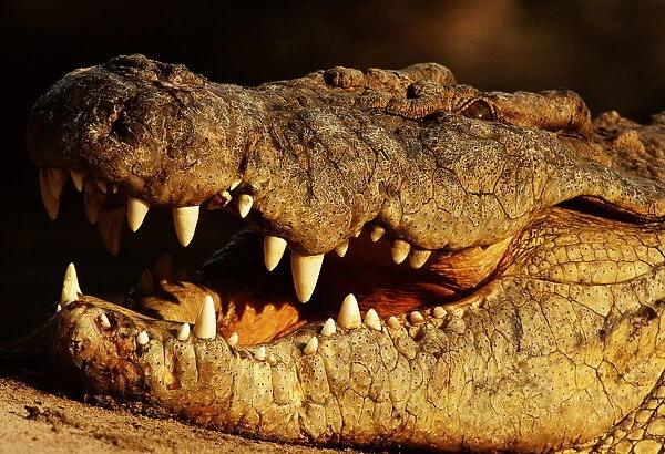 Alligator (Alligator Sp. ), Close Up