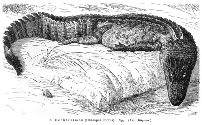 Framed Print : Alligator engraving 1896 Framed Print : Alligator engraving 1896