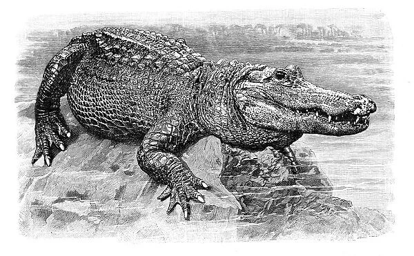 Alligator engraving 1896