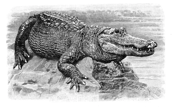 Framed Print : Alligator engraving 1896 Framed Print : Alligator engraving 1896