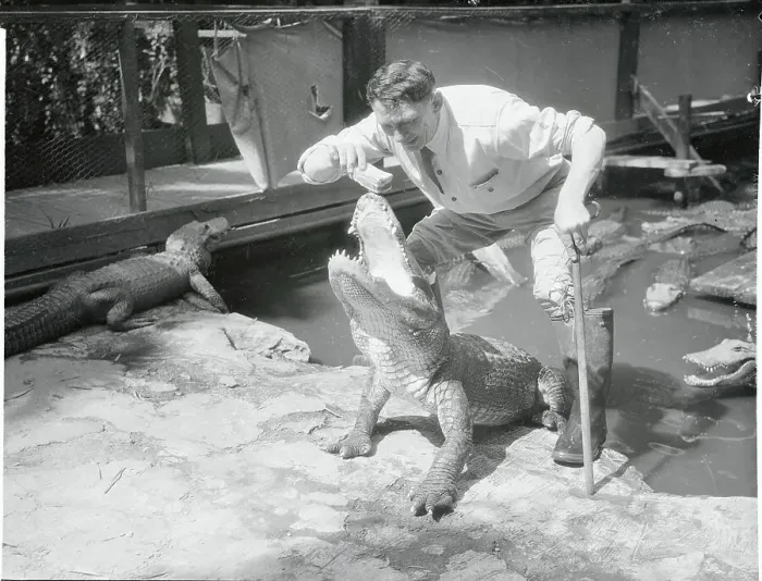 Framed Print : Alligator Farm Worker Feeding Large Alligator Framed Print : Alligator Farm Worker Feeding Large Alligator