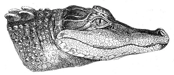 Alligator head engraving 1888