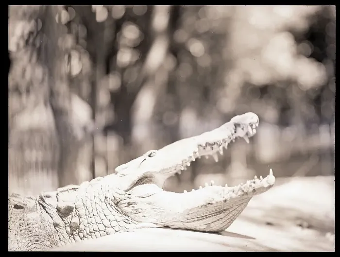 Framed Print : Alligator Opening Mouth Framed Print : Alligator Opening Mouth