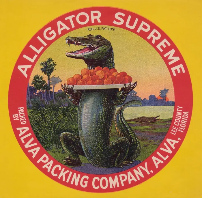 Framed Print : Alligator Supreme Framed Print : Alligator Supreme