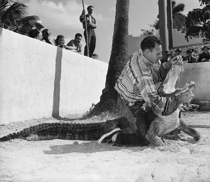 Framed Print : Alligator Wrestler in Action Framed Print : Alligator Wrestler in Action
