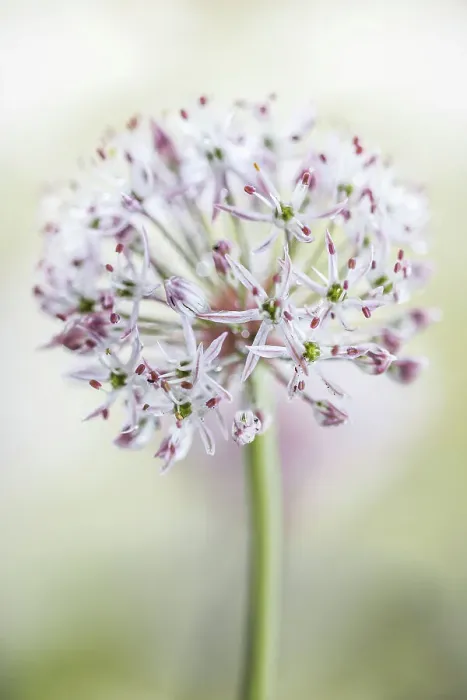 Framed Print : Allium. Close up of Allium seedhead Framed Print : Allium. Close up of Allium seedhead