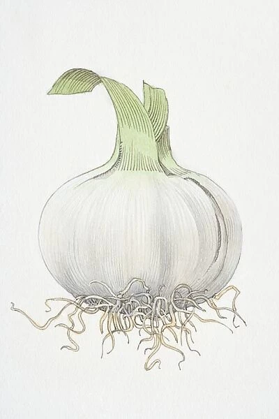 Allium sativum, Garlic bulb