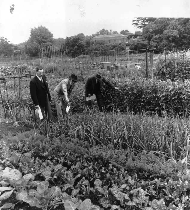 Framed Print : Allotment Competition Framed Print : Allotment Competition