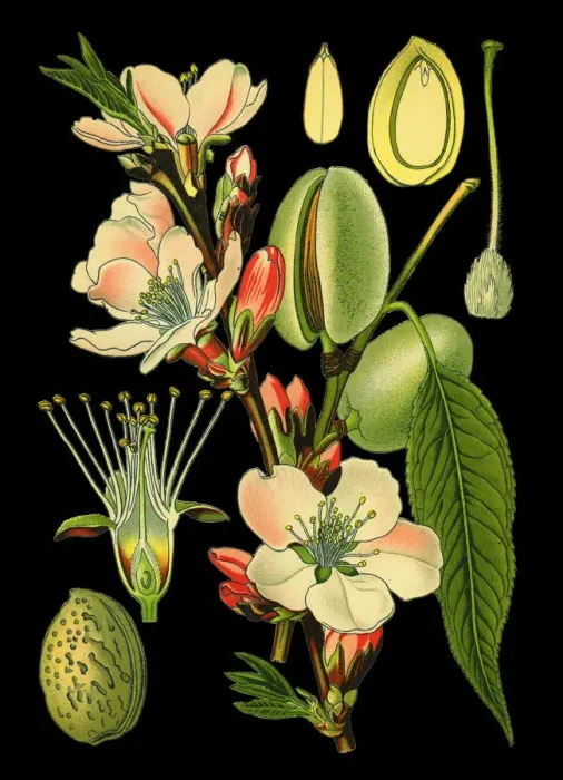 Framed Print : almond. Antique illustration of a Medicinal and Herbal Plants. Framed Print : almond. Antique illustration of a Medicinal and Herbal Plants.