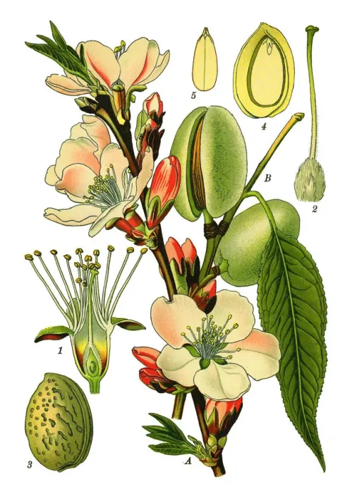 Framed Print : almond. Antique illustration of a Medicinal and Herbal Plants. Framed Print : almond. Antique illustration of a Medicinal and Herbal Plants.