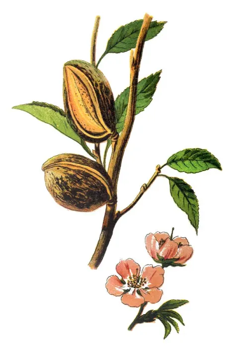Framed Print : The almond (Prunus dulcis, syn. Prunus amygdalus) Framed Print : The almond (Prunus dulcis, syn. Prunus amygdalus)