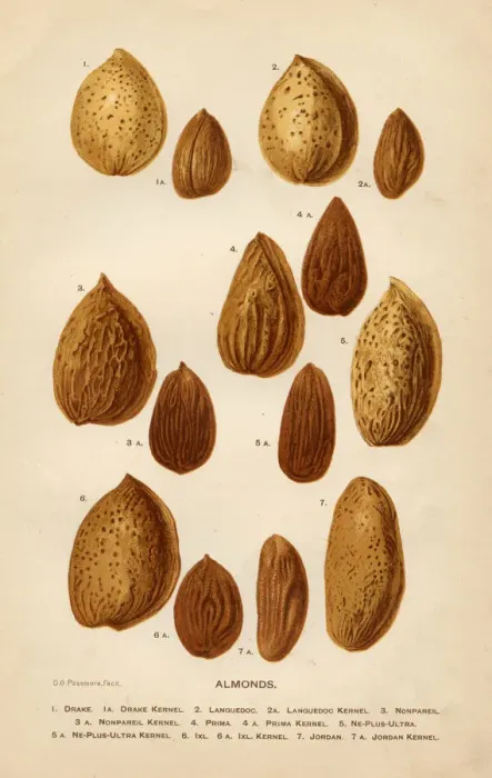 Framed Print : Almonds illustration 1892