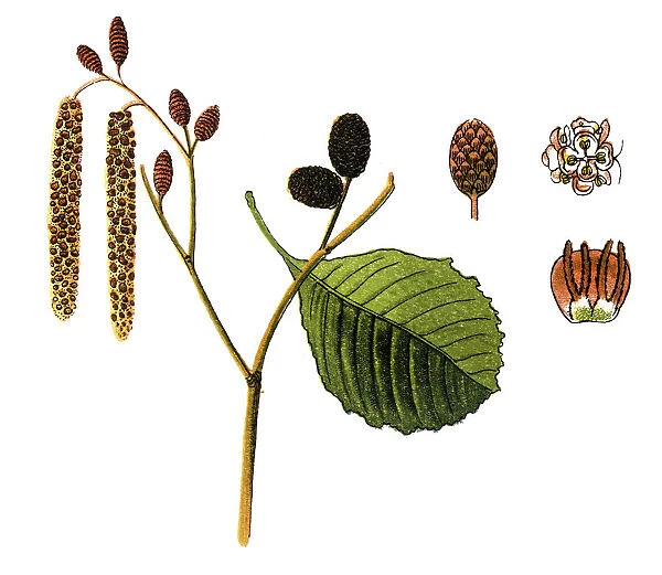 Alnus glutinosa, the common alder, black alder, European alder or just alder