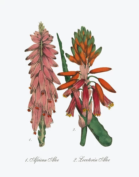 Aloe and African Aloe Victorian Botanical Illustration