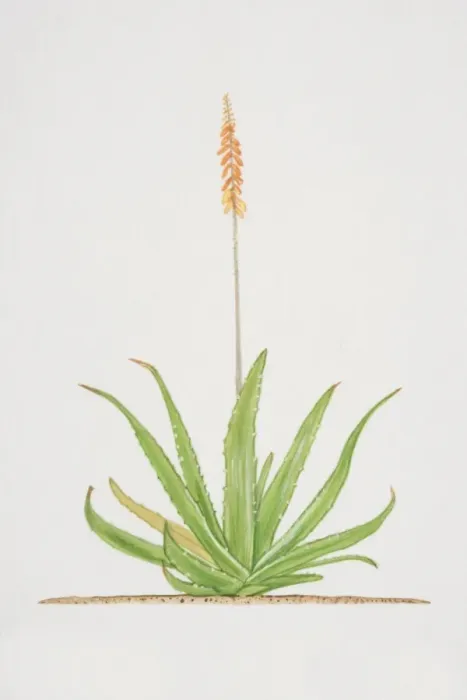 Framed Print : Aloe, flowering Aloe vera plant Framed Print : Aloe, flowering Aloe vera plant