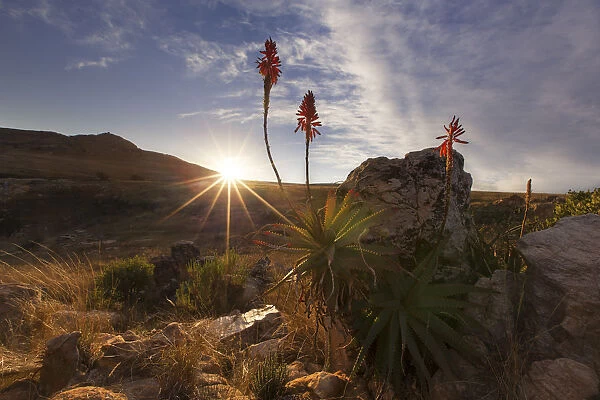 Aloe on a high mountain rocks landscape sunset with cloudy skies - Dullstroom, South Africa