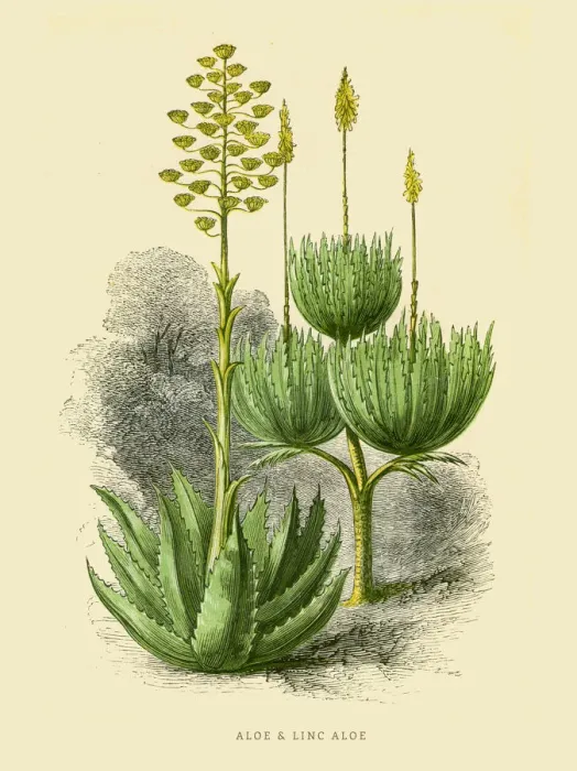 Framed Print : Aloe plant illustration 1851