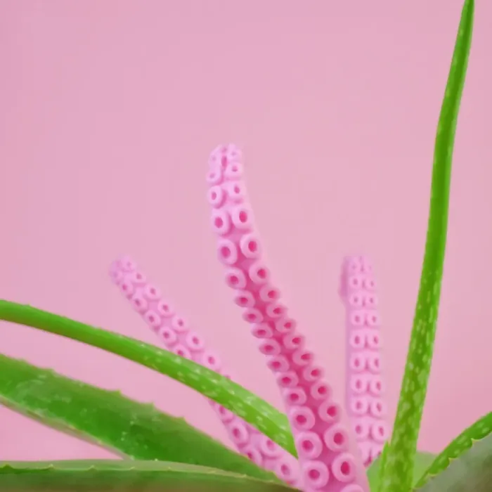 Framed Print : Aloe plant with pink octopus tentacles Framed Print : Aloe plant with pink octopus tentacles