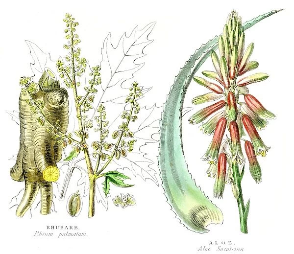 Aloe and Rhubarb botanical engraving 1857