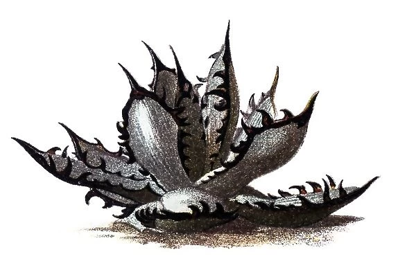 Aloe vera. Illustration of a Aloe vera