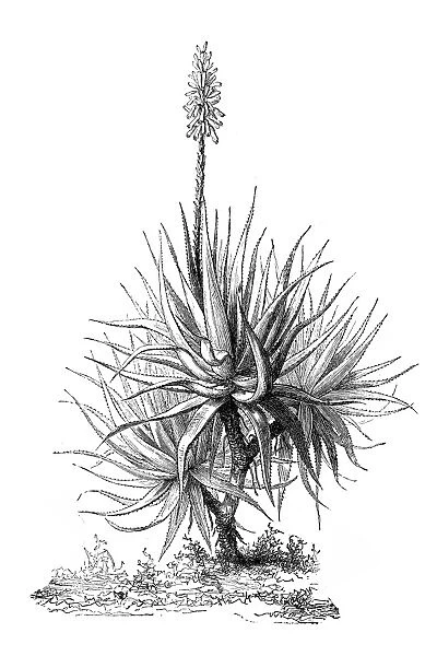 Aloe Vera (aloe socotrina)