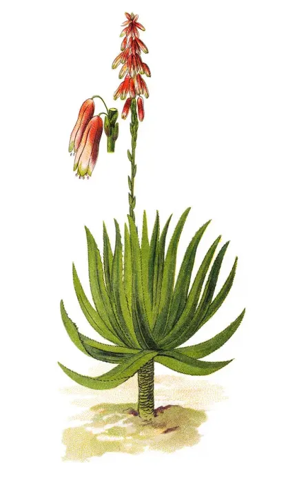Framed Print : Aloe Vera (aloe socotrina) Framed Print : Aloe Vera (aloe socotrina)