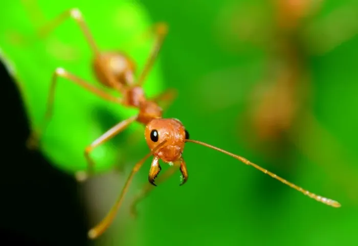 Framed Print : alone, asian, background, beautiful, bug, close, closeup, color, colourful, detail Framed Print : alone, asian, background, beautiful, bug, close, closeup, color, colourful, detail