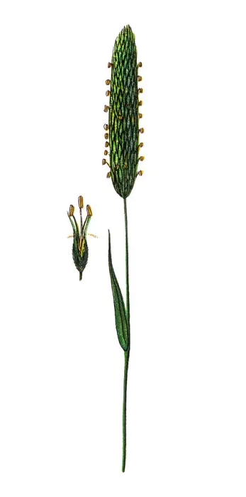 Framed Print : Alopecurus pratensis, known as the meadow foxtail or the field meadow foxtail Framed Print : Alopecurus pratensis, known as the meadow foxtail or the field meadow foxtail