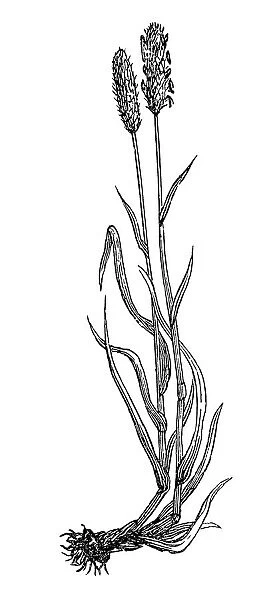 Alopecurus pratensis (meadow foxtail)