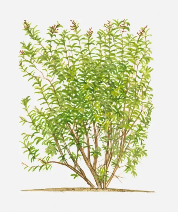 Framed Print : Aloysia triphylla (Lemon Verbena), flowering shrub with green leaves Framed Print : Aloysia triphylla (Lemon Verbena), flowering shrub with green leaves